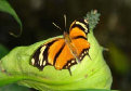 schmetterling001001.jpg
