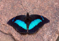 schmetterling001002.jpg