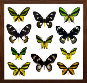 schmetterling001052.jpg