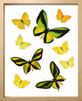 schmetterling001053.jpg