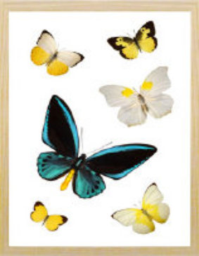 schmetterling001054.jpg