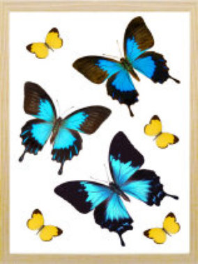 schmetterling001055.jpg