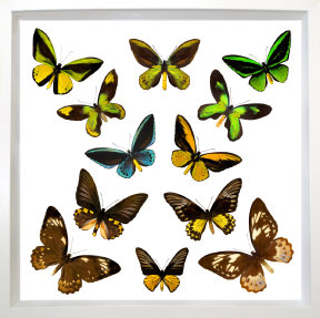 schmetterling001058.jpg