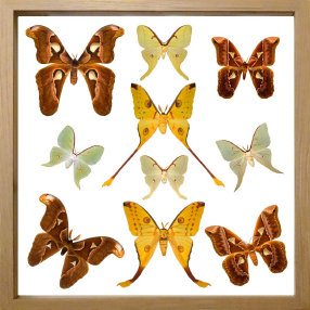 schmetterling001059.jpg