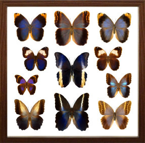schmetterling001060.jpg