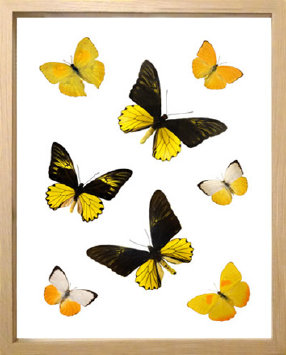 schmetterling001061.jpg