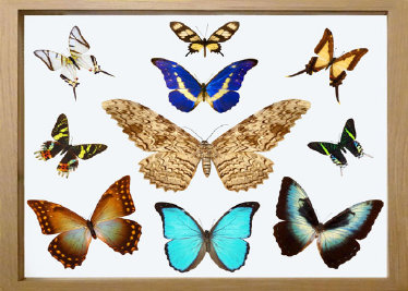 schmetterling001067.jpg
