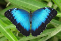 schmetterling001073.jpg