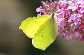 schmetterling001074.jpg
