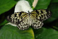 schmetterling001076.jpg