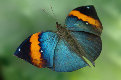 schmetterling001078.jpg