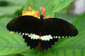 schmetterling001080.jpg