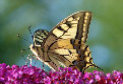 schmetterling001081.jpg