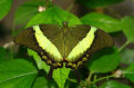 schmetterling001082.jpg