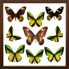 schmetterling001085.jpg