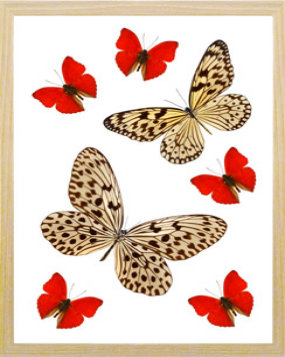 schmetterling001086.jpg