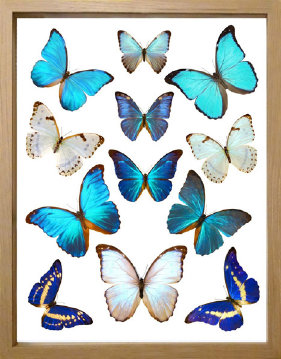 schmetterling001087.jpg