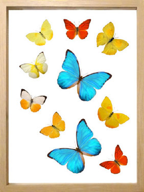 schmetterling001088.jpg