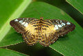 schmetterling001089.jpg