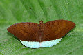 schmetterling001090.jpg