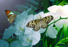 schmetterling0070100.jpg
