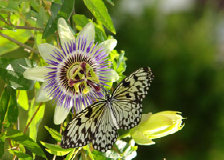 schmetterling0070101.jpg