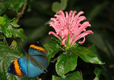 schmetterling0070102.jpg