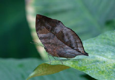 schmetterling0070103.jpg