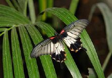 schmetterling0070104.jpg