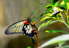 schmetterling0070107.jpg