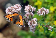 schmetterling0070108.jpg