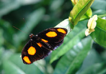 schmetterling0070111.jpg