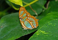 schmetterling0070112.jpg