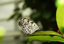 schmetterling0070114.jpg