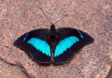 schmetterling0070115.jpg