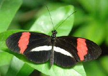 schmetterling0070116.jpg
