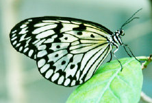 schmetterling0070117.jpg