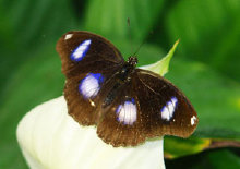 schmetterling0070118.jpg