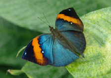 schmetterling0070119.jpg