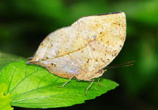 schmetterling0070120.jpg