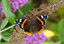 schmetterling0070121.jpg