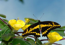 schmetterling0070122.jpg