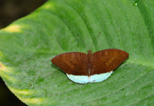 schmetterling0070123.jpg