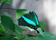 schmetterling0070124.jpg