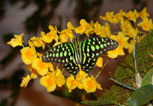 schmetterling0070125.jpg