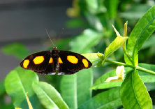 schmetterling0070126.jpg