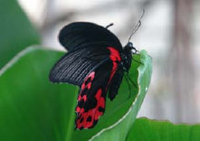 schmetterling0070127.jpg