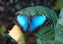 schmetterling0070128.jpg