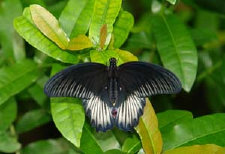 schmetterling0070129.jpg