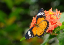 schmetterling0070131.jpg